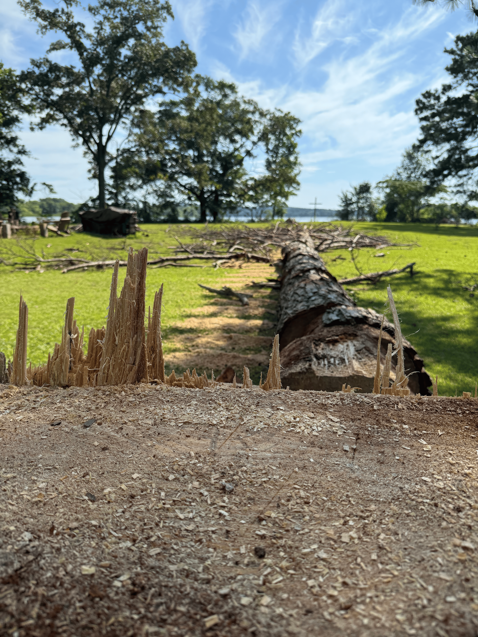 Fallen tree on grassy ground, with debris in foreground, trees and water in background. Sunny day.