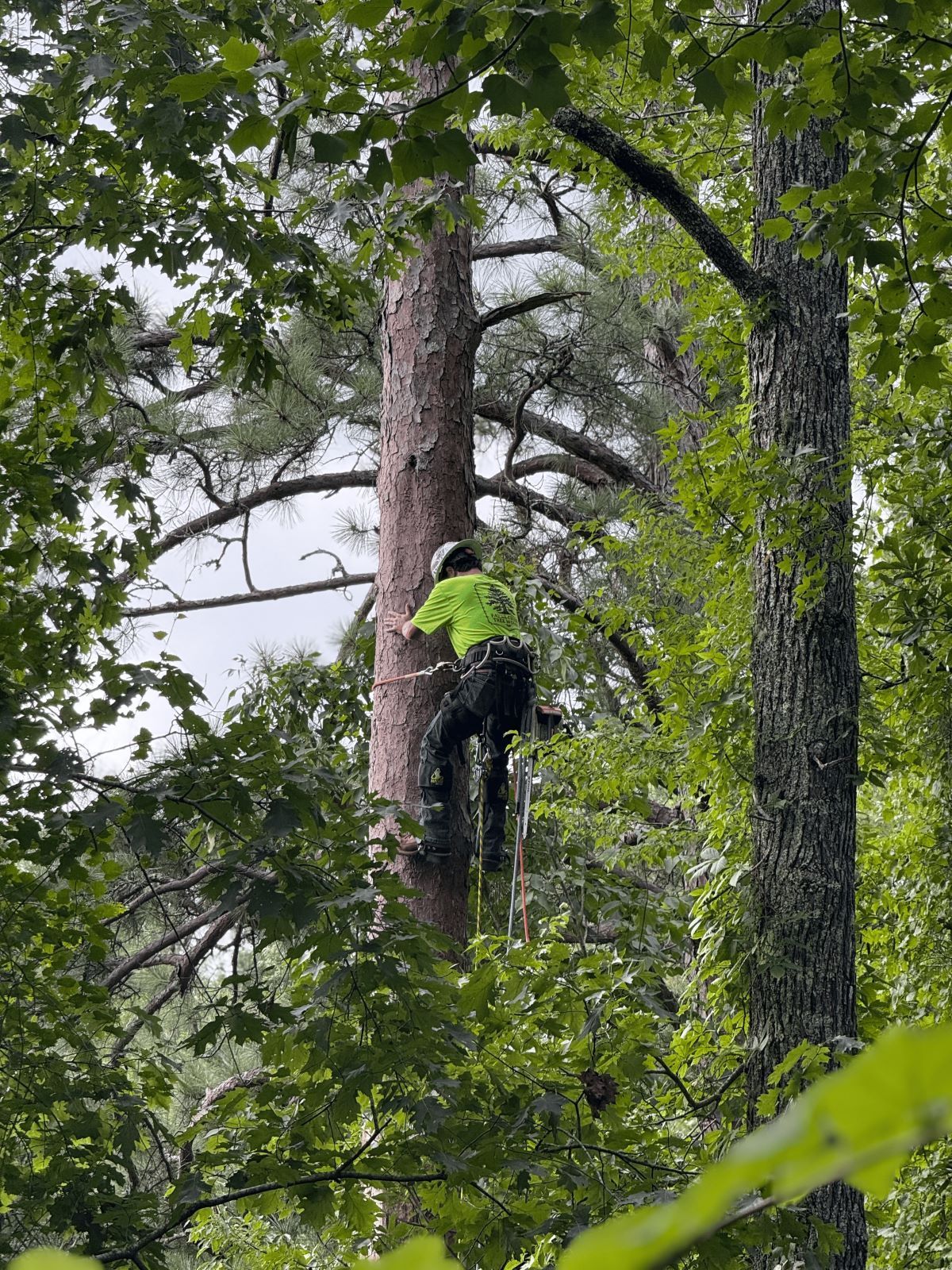 Arborist in a green shirt climbing a tall tree in a forest.
