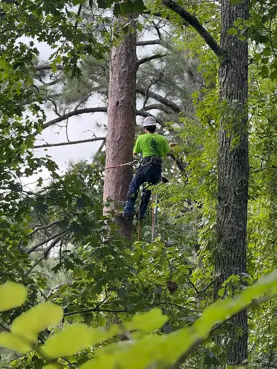Arborist in green shirt climbs a tall tree, secured by rope. Forest setting.