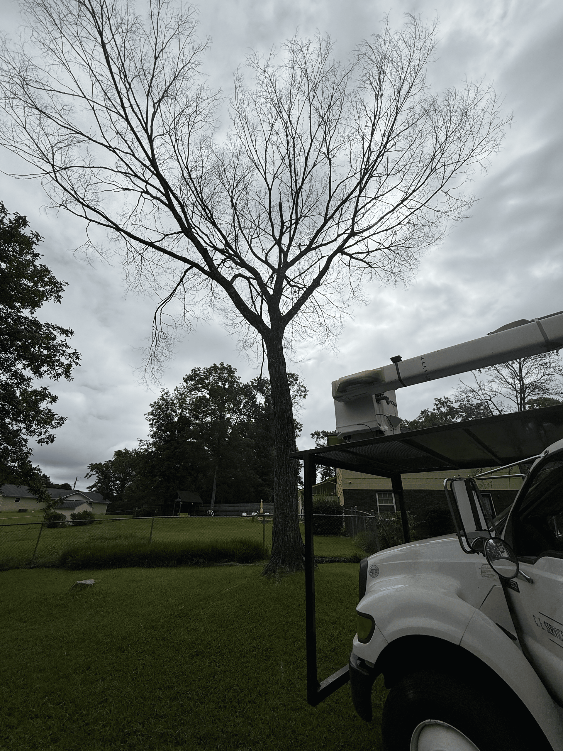 A bare tree being trimmed by a white utility truck on a cloudy day, with grass in the foreground.
