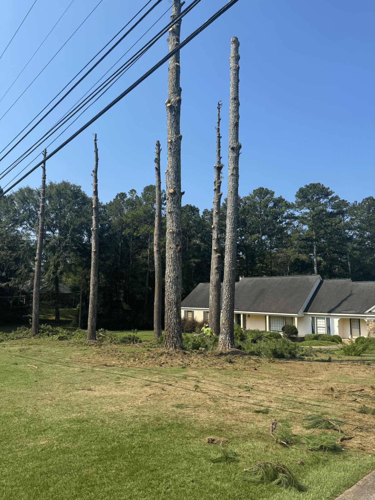 Partially cut trees next to power lines and a house, with a clear blue sky and green grass.