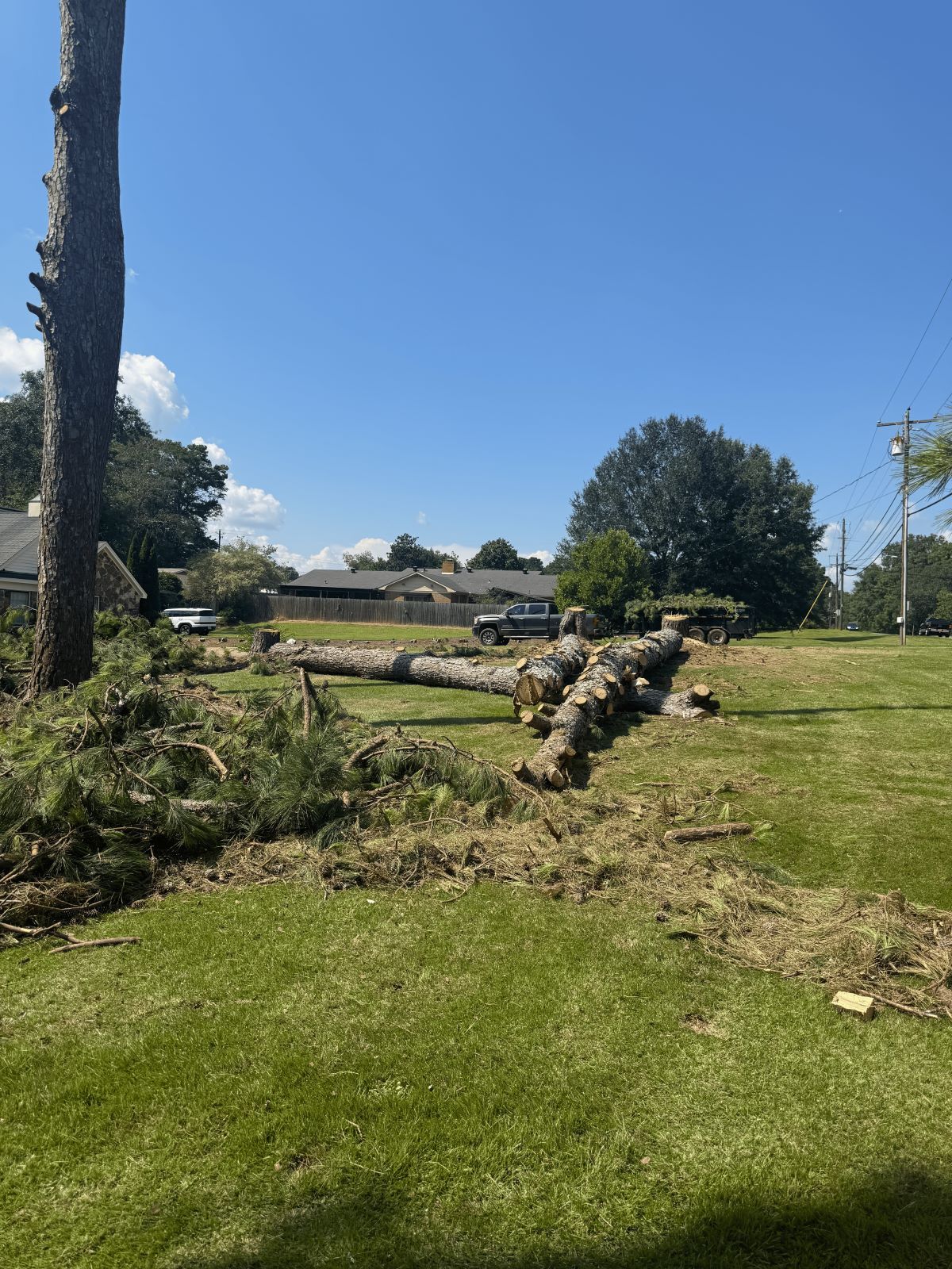 Fallen tree trunk and branches on a grassy lawn in a sunny residential area.