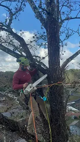 Arborist in a tree, using a chainsaw, secured with ropes and a harness, on a sunny day.