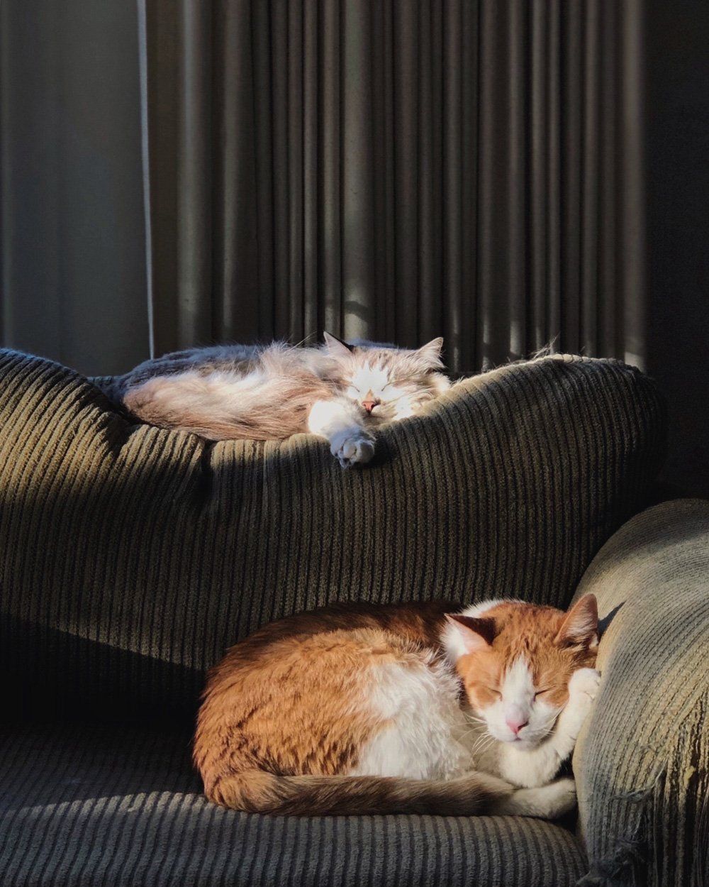 orange-and-white-cats-lying-on-brown-sofa