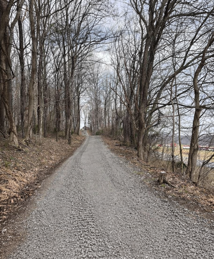 Gravel road through a forest of bare trees, leading up a slight incline. Overcast sky.