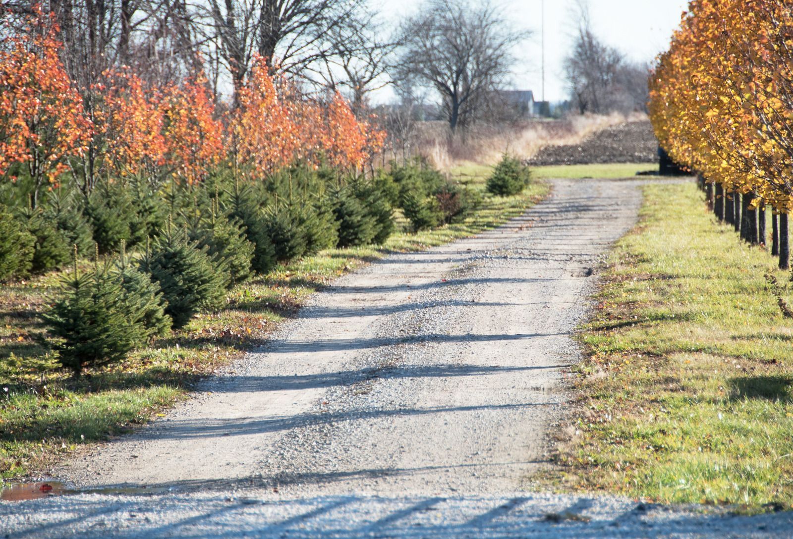 Gravel path lined with young evergreen trees and autumn-colored trees on a sunny day.