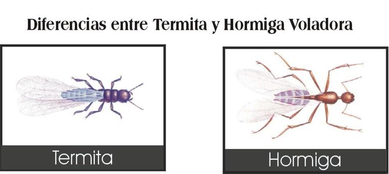 termita vs hormiga