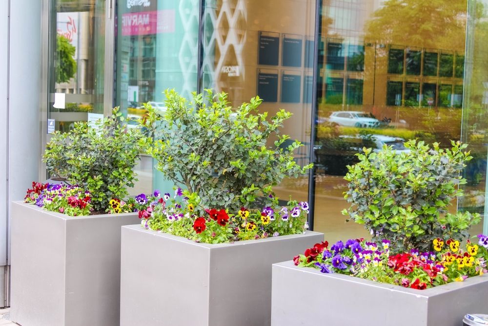 Three square planters with green bushes and colorful pansies sit in front of a glass storefront.