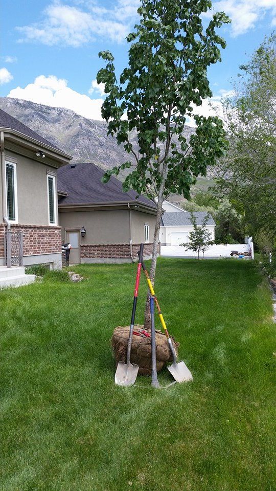 Newly planted tree on green lawn, tools leaned against the root ball, house and mountain backdrop.
