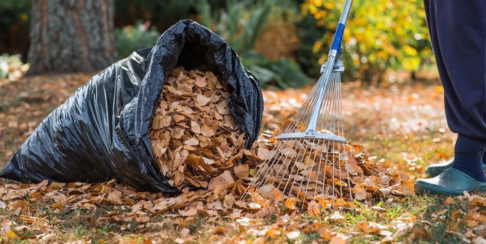 A person rakes fallen leaves into a black trash bag in a yard on a sunny day.