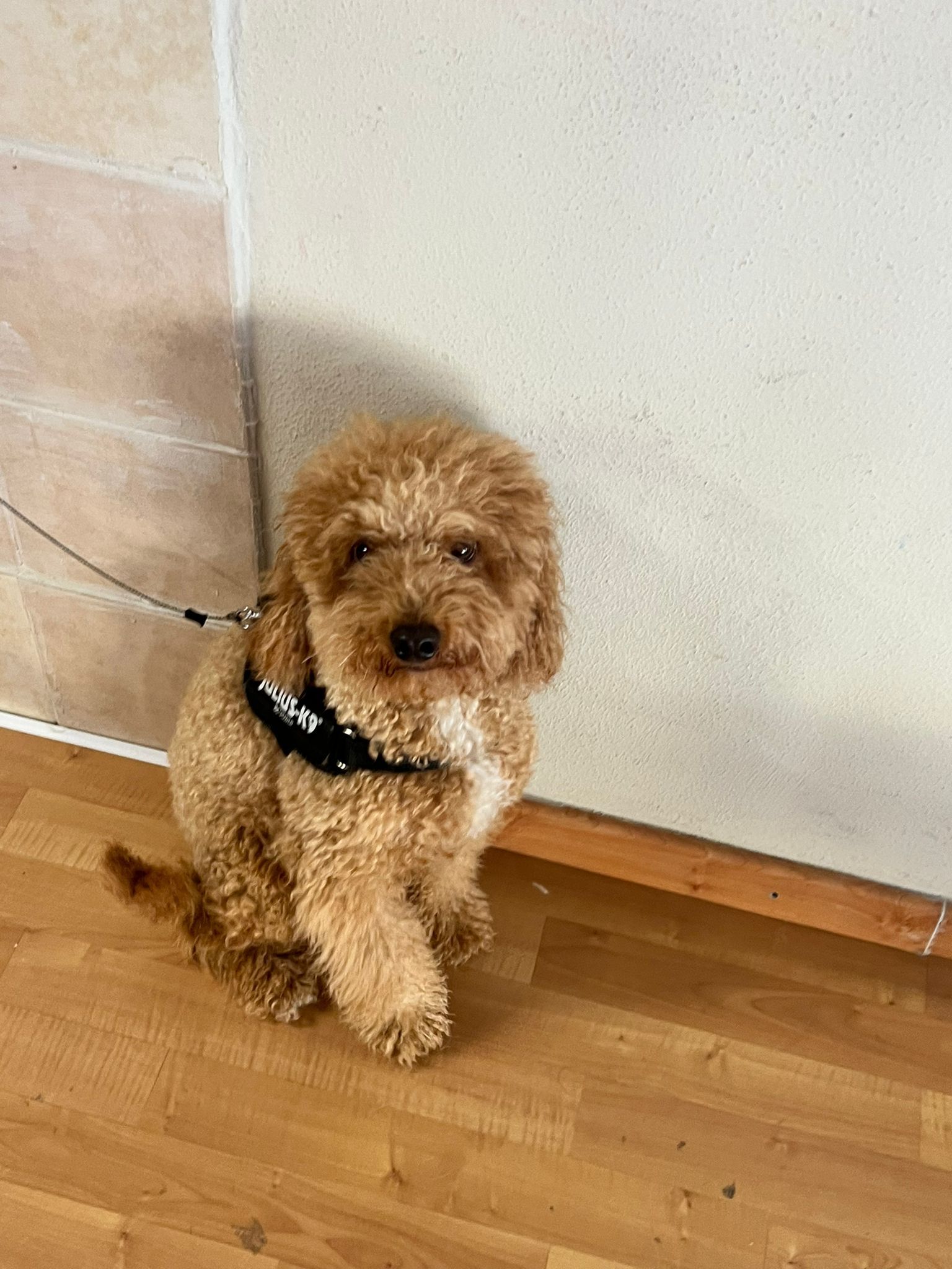 lavaggi e toelettatura