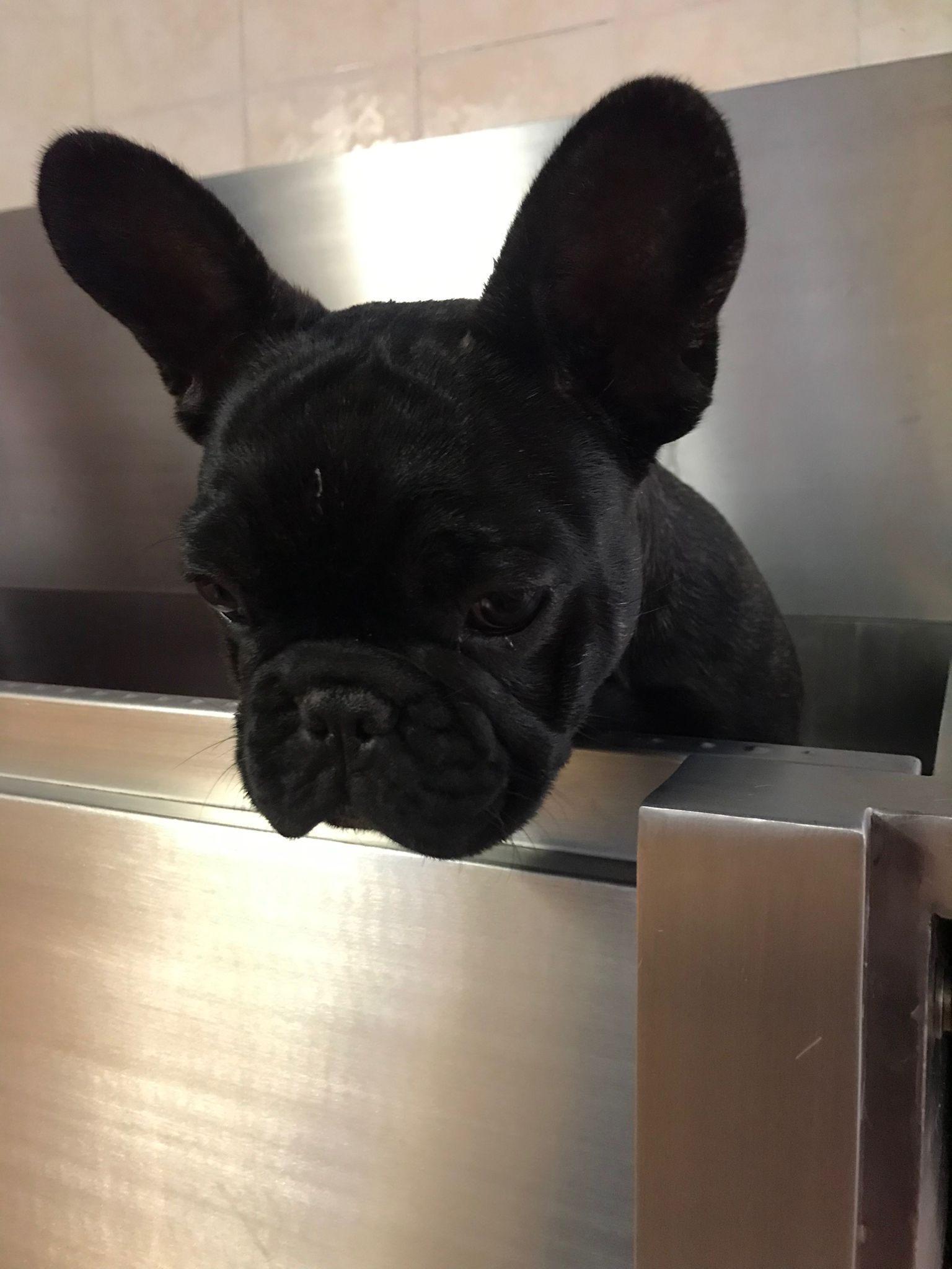 lavaggi e toelettatura