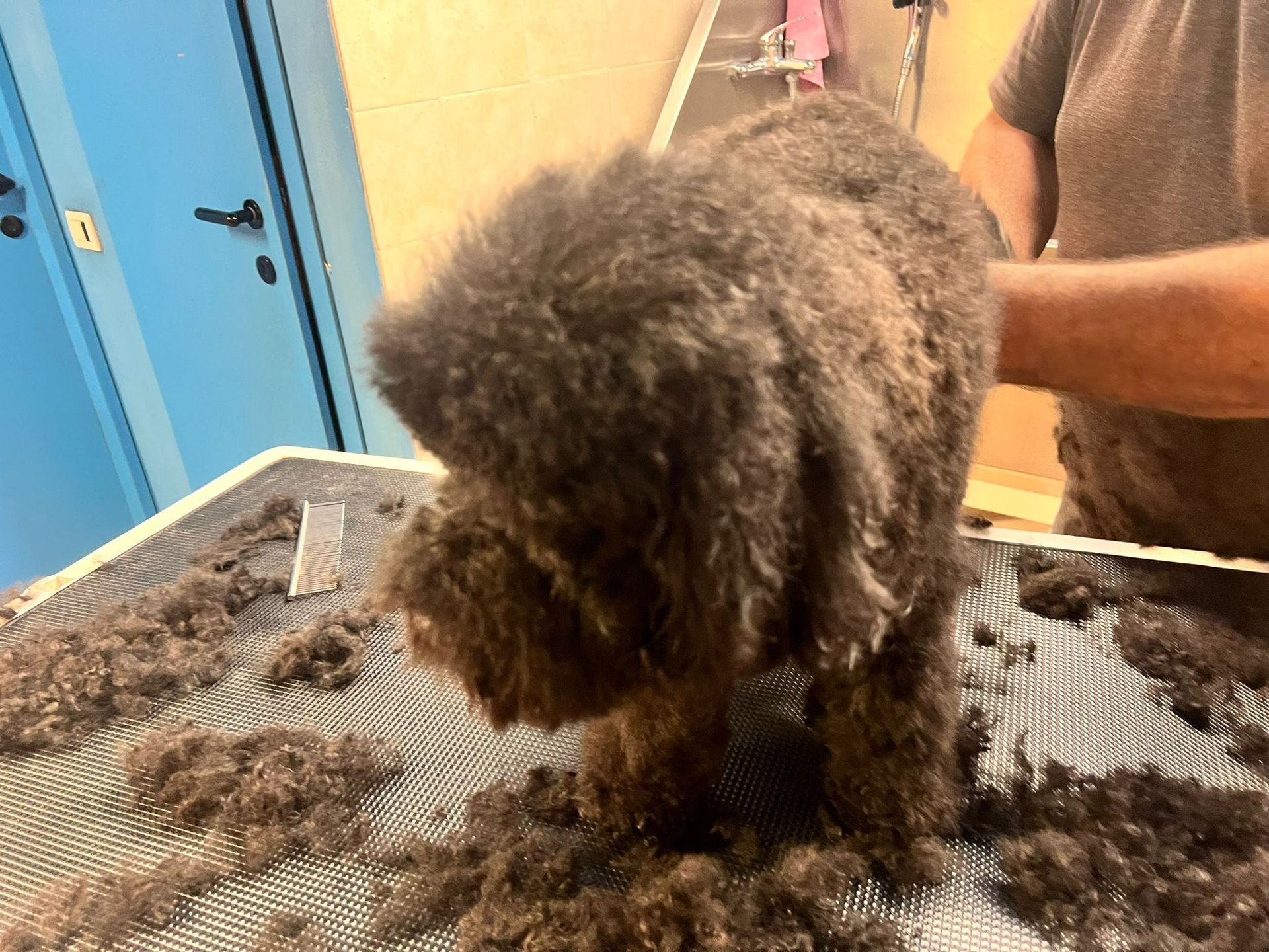 lavaggi e toelettatura