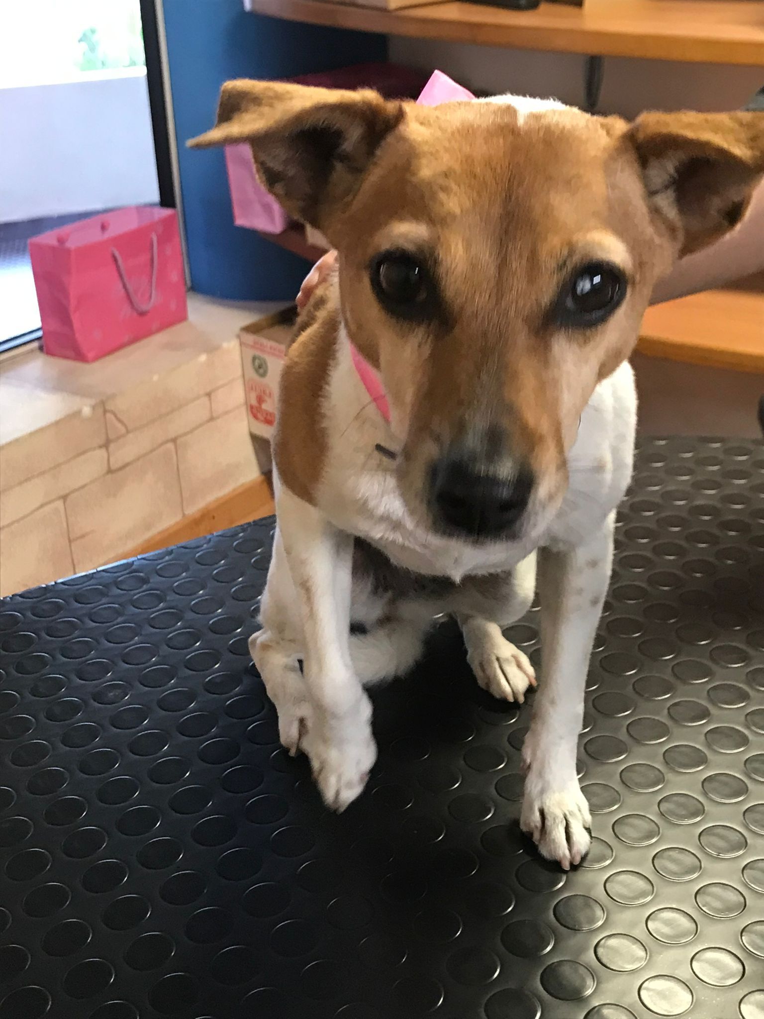 lavaggi e toelettatura