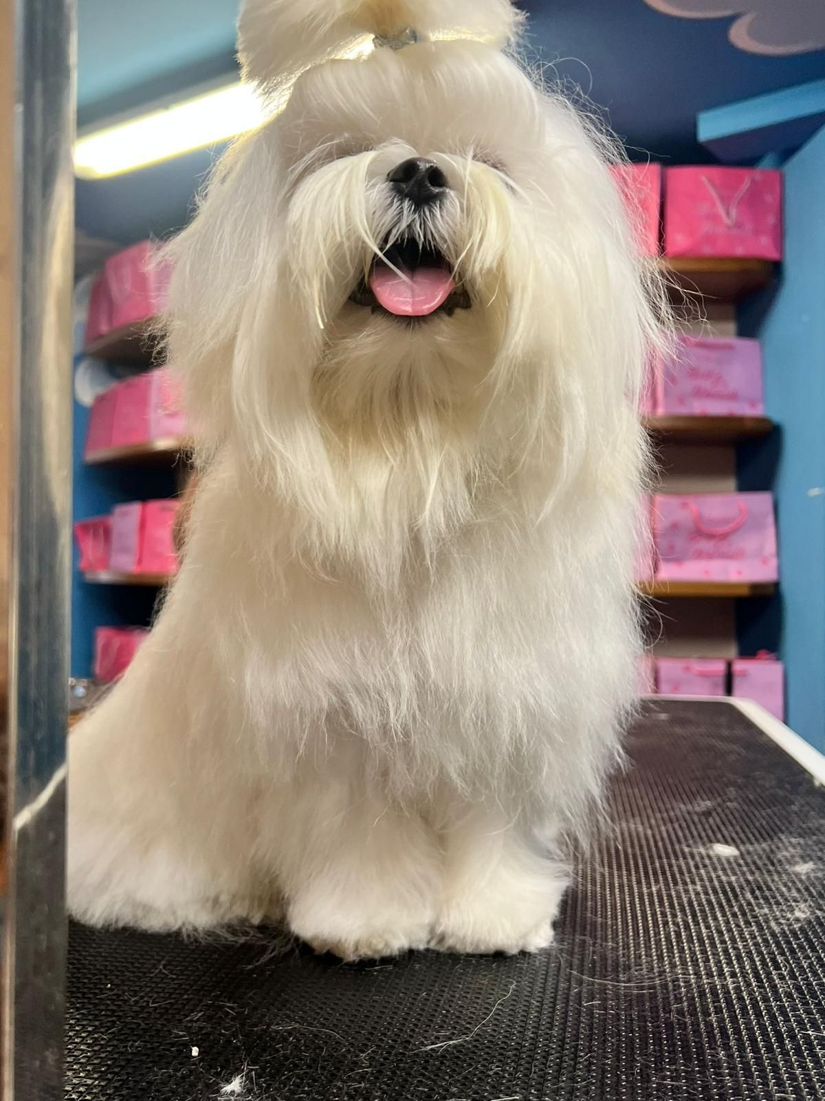 lavaggi e toelettatura