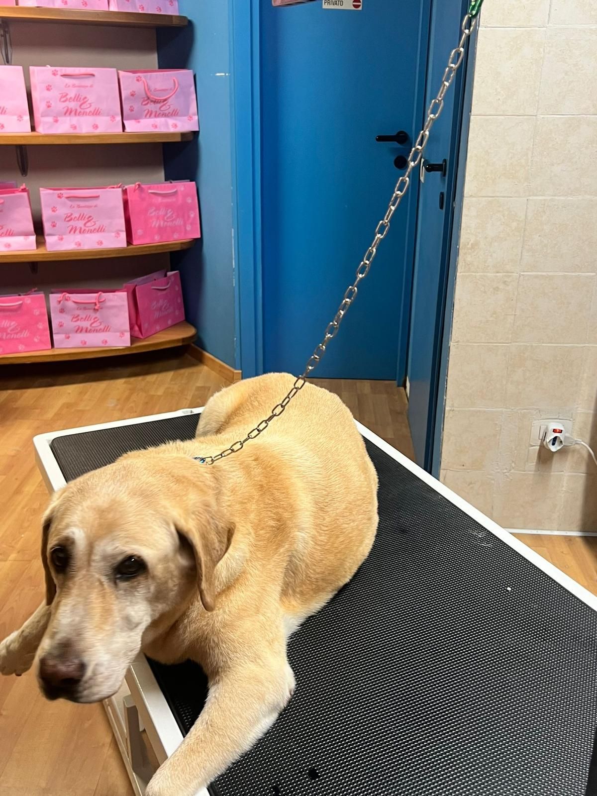 lavaggi e toelettatura