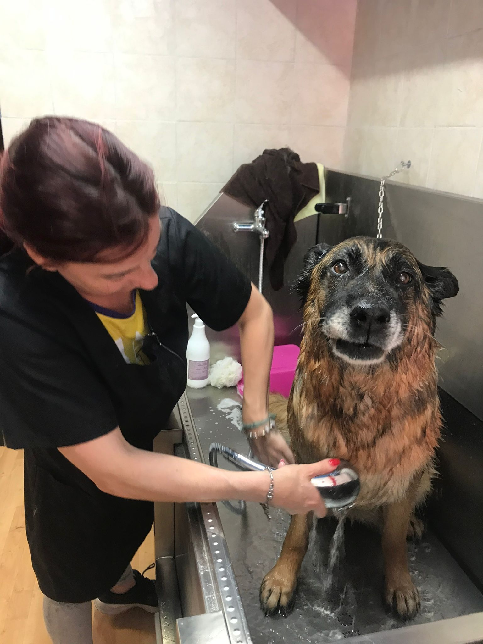 lavaggi e toelettatura