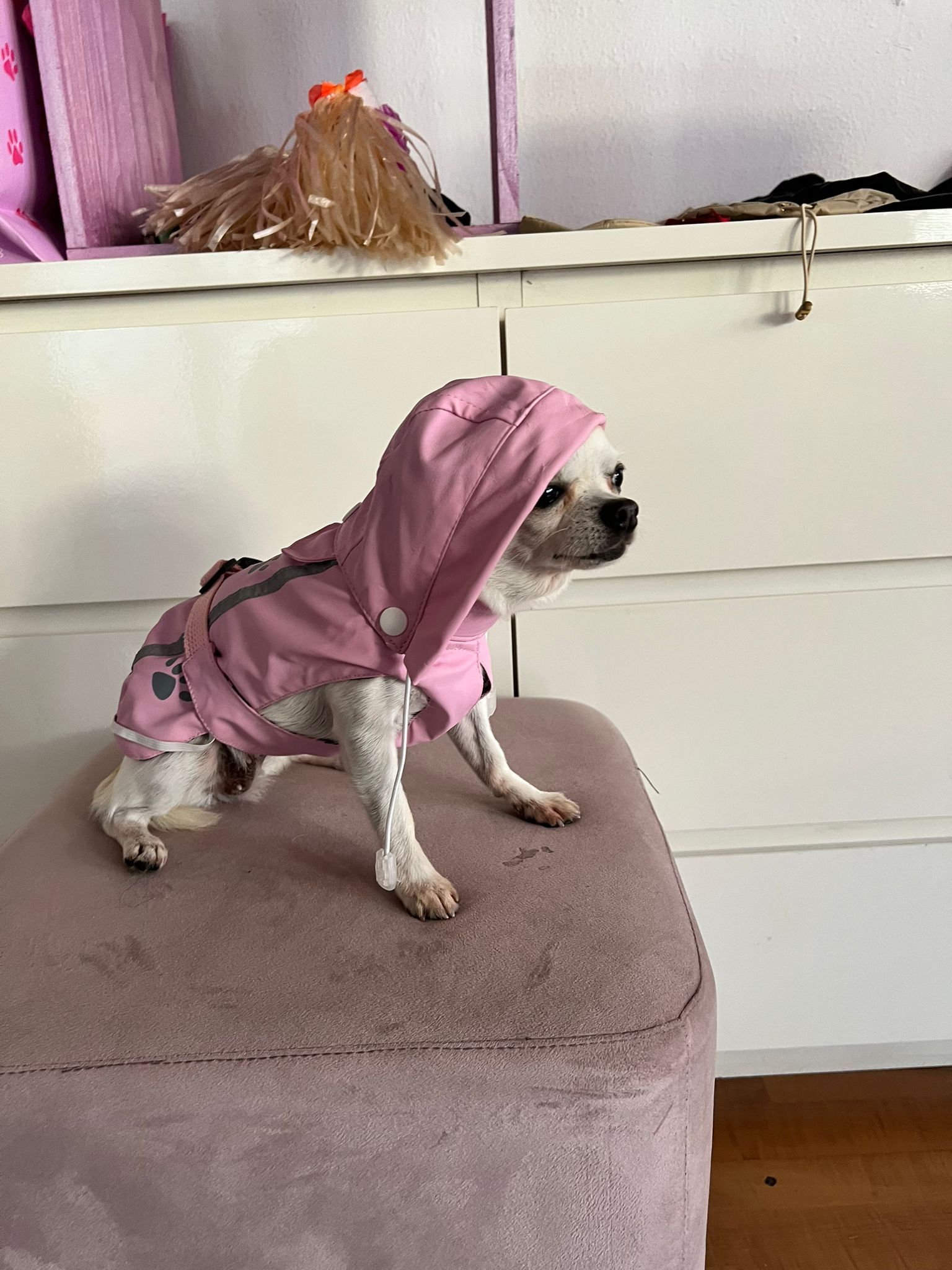 lavaggi e toelettatura