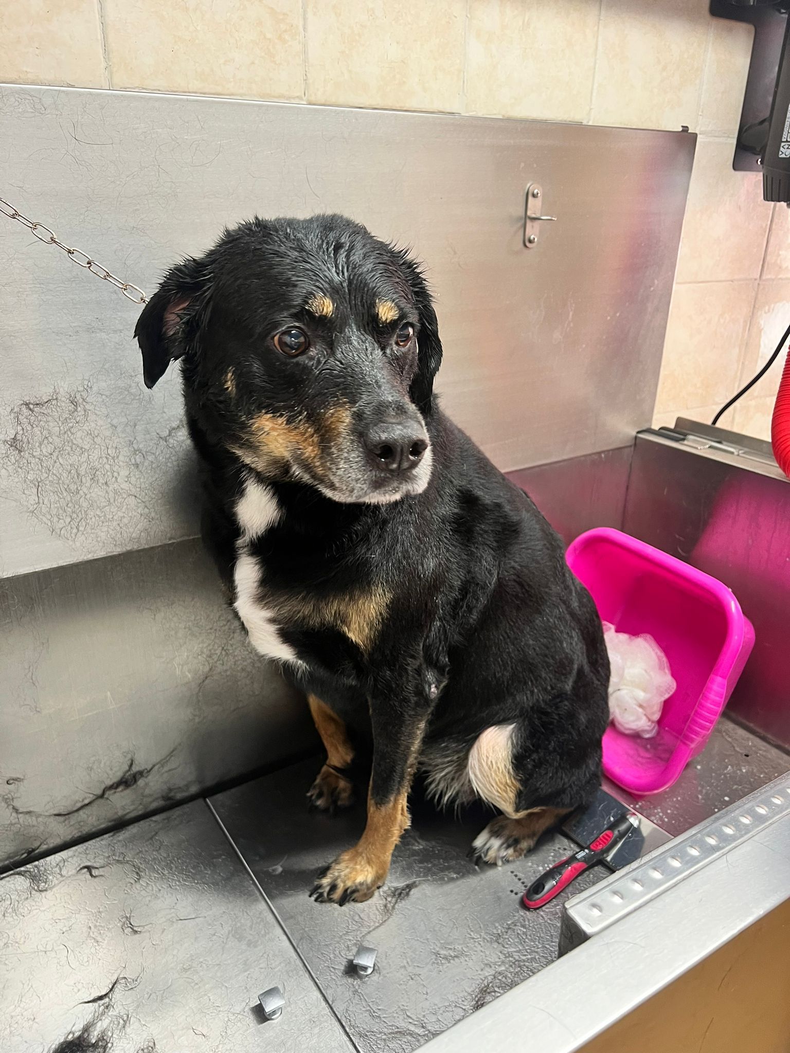 lavaggi e toelettatura