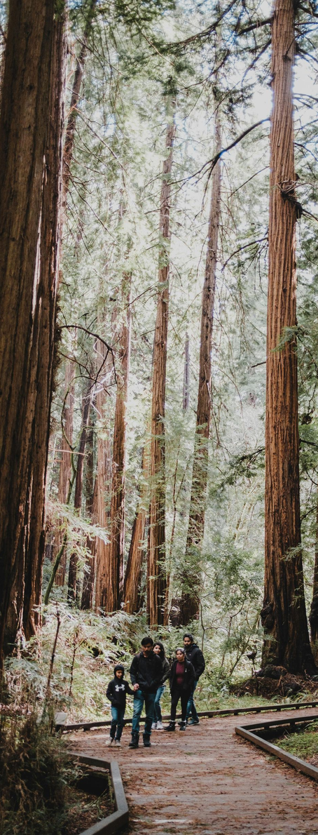 Four people walking on a wooden path through a redwood forest.