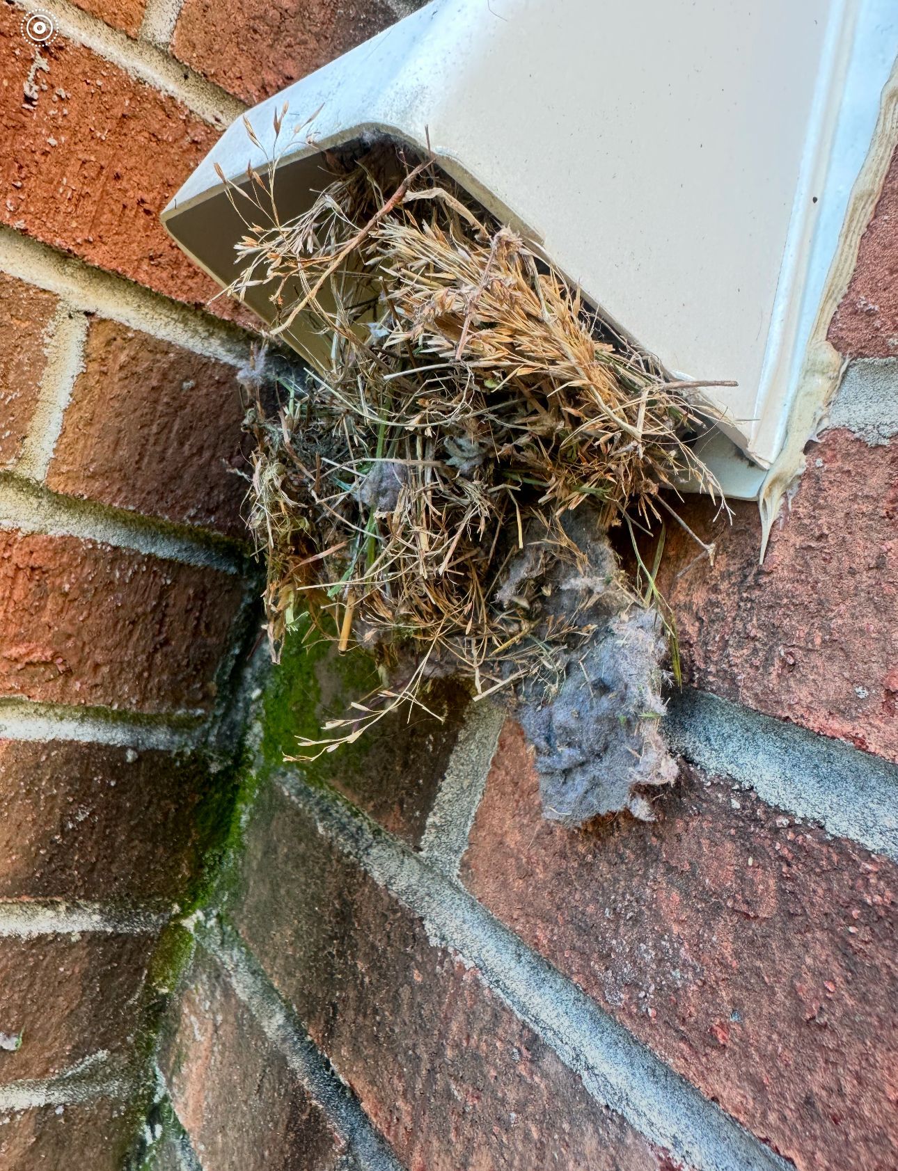 A close up of a vent on a brick wall filled with leaves and grass.