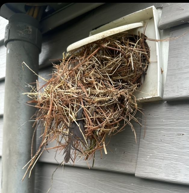  a clogged dryer vent  is attached to the side of a house
