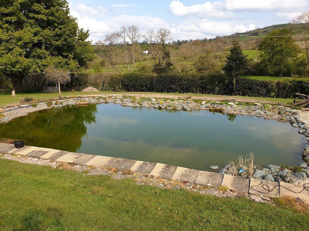 pond surrounded by grass