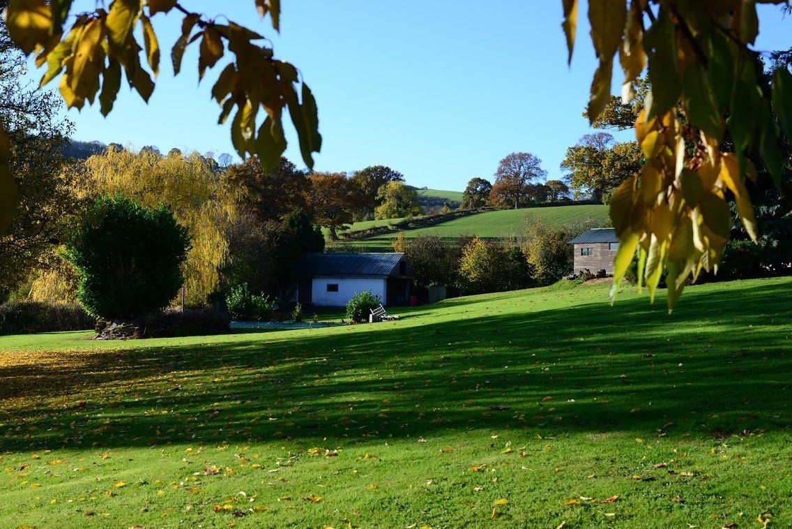 green field and trees