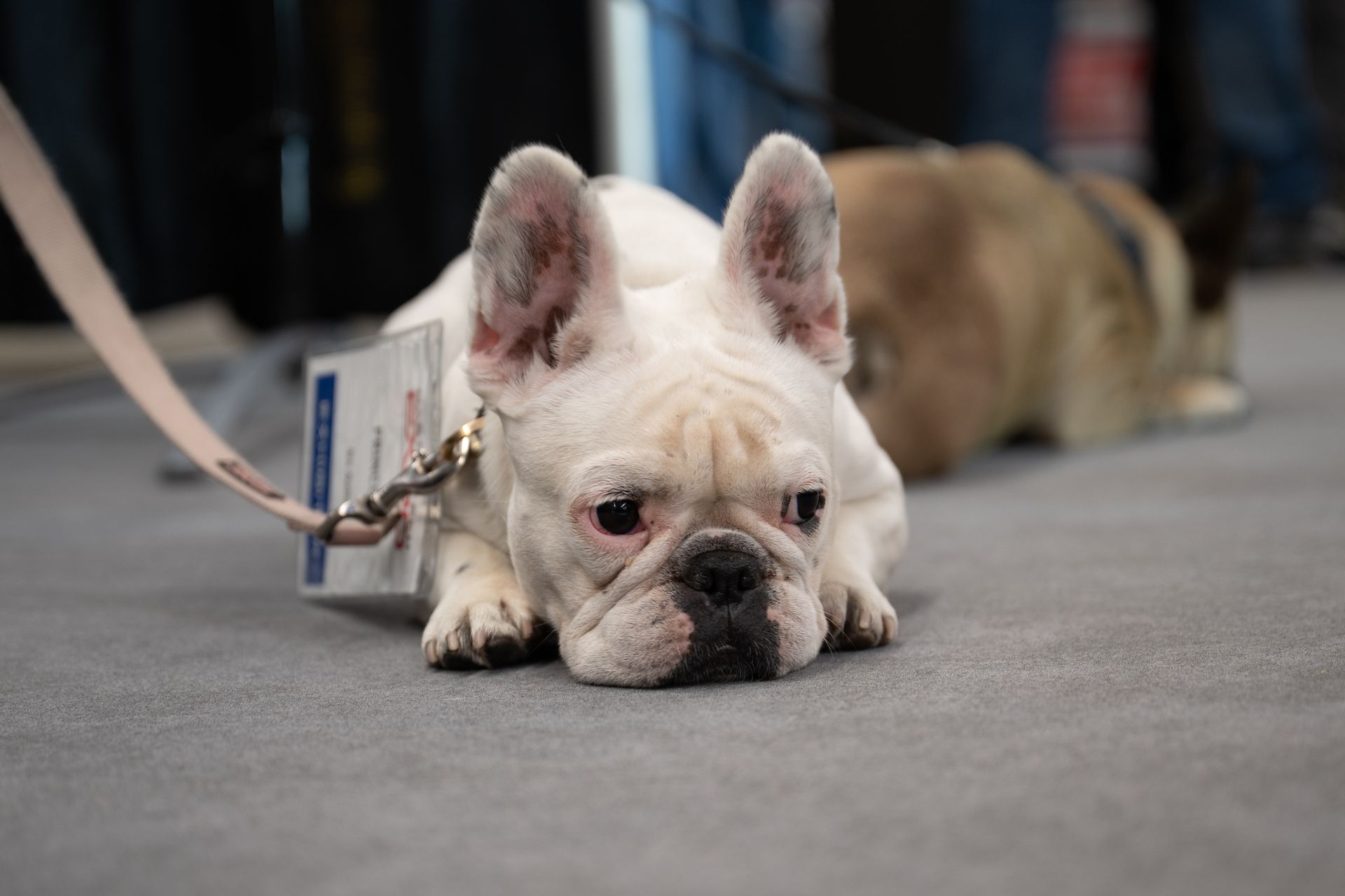 White French Bulldog with a leash and an ID tag resting on gray carpet.