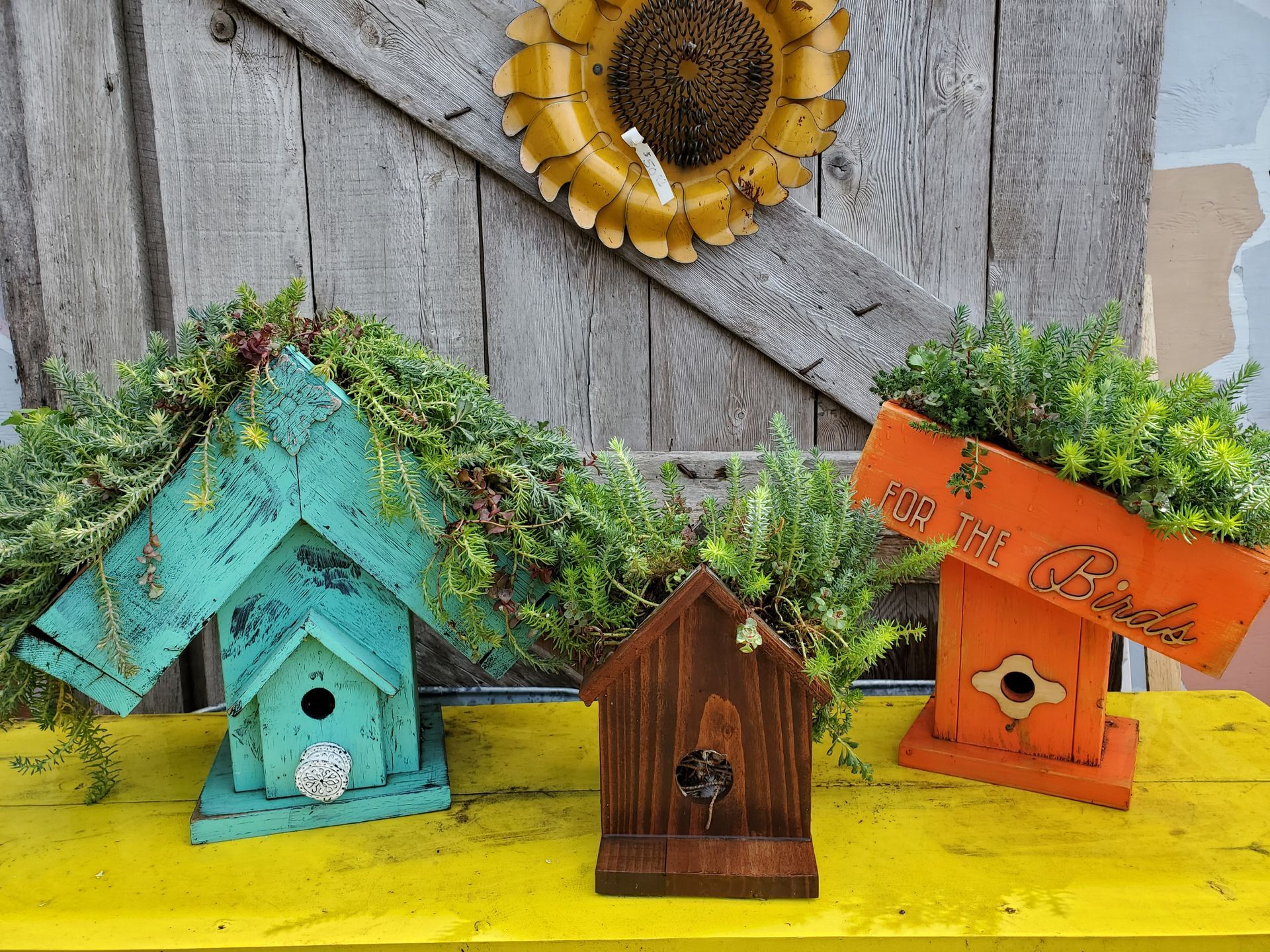 Pink and white bleeding heart flowers hanging from stems with green leaves, in a greenhouse.