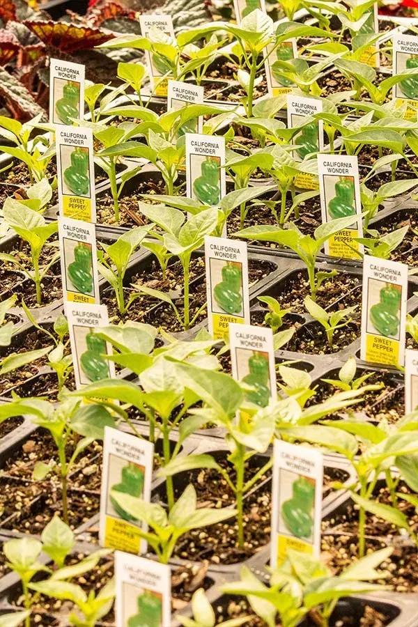 Rows of young pepper plants with plant tags in a nursery setting.
