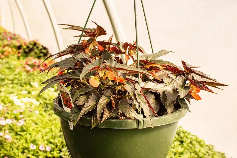 Hanging basket with dark reddish-brown leaves and small orange flowers. Green pot in a greenhouse.