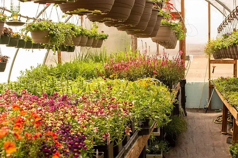 Hanging Baskets