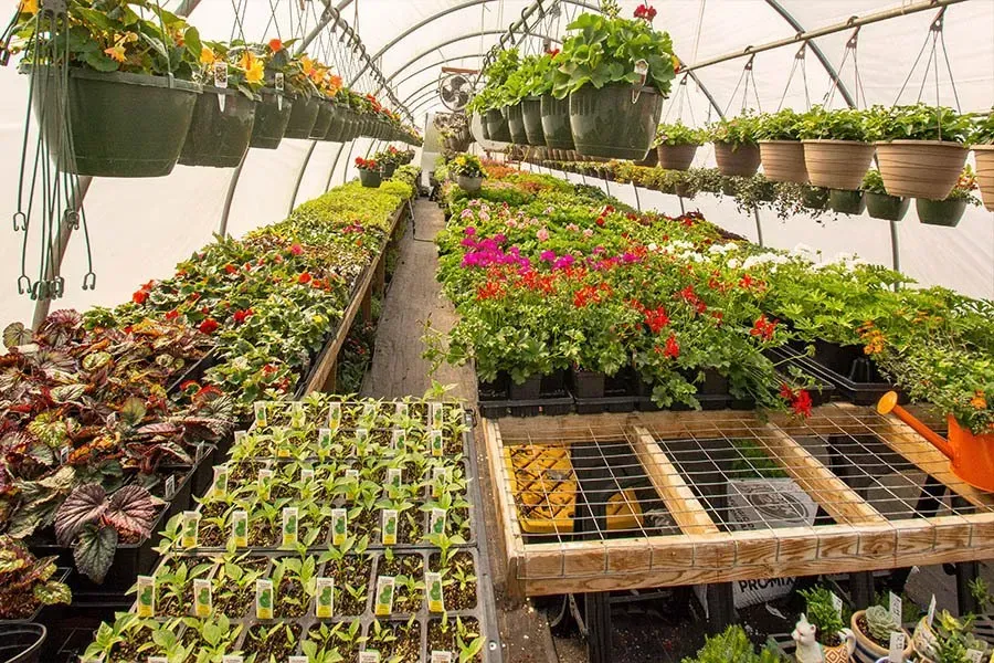 Greenhouse filled with rows of potted plants and hanging baskets, in varying shades of green, red, and yellow.