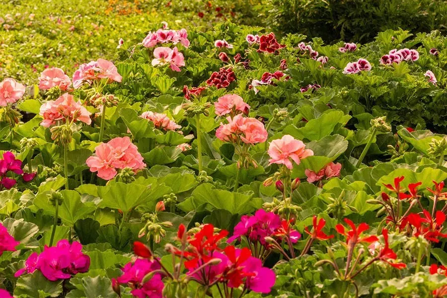 Colorful geraniums in full bloom, showcasing various shades of pink, red, and purple against green foliage.