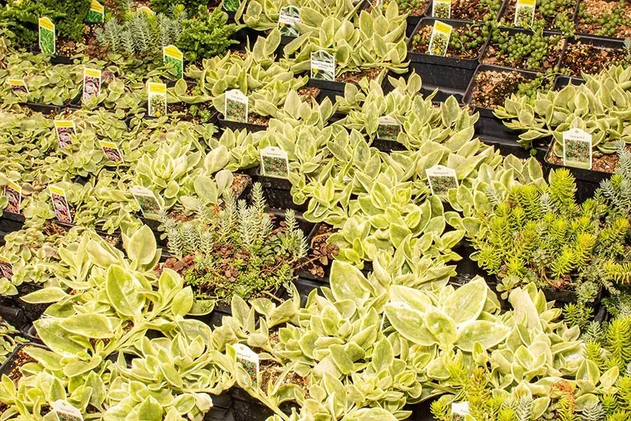 Rows of potted plants with various green and yellow foliage, labeled with tags.
