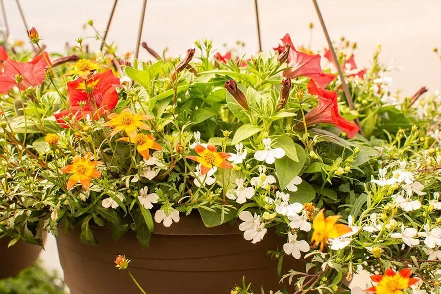 Hanging flower basket with orange, red, and white flowers, overflowing with green foliage.