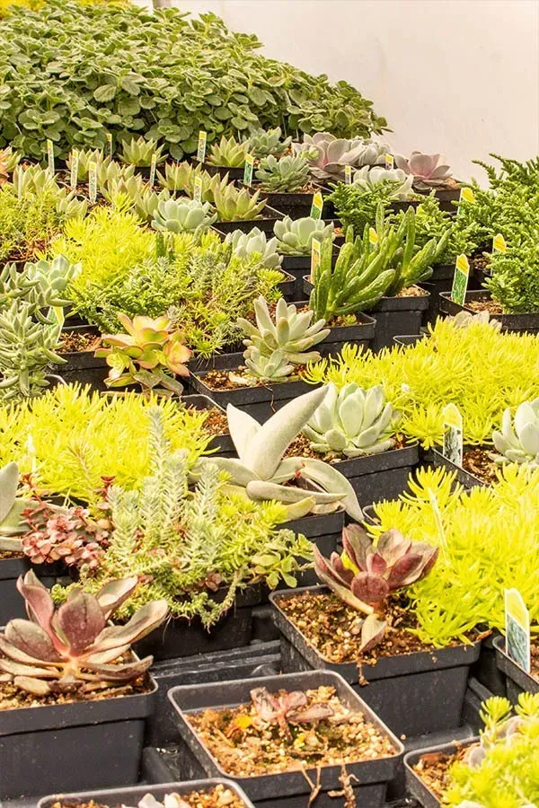 Assorted succulents in black pots on tiered display, featuring varied colors and textures.