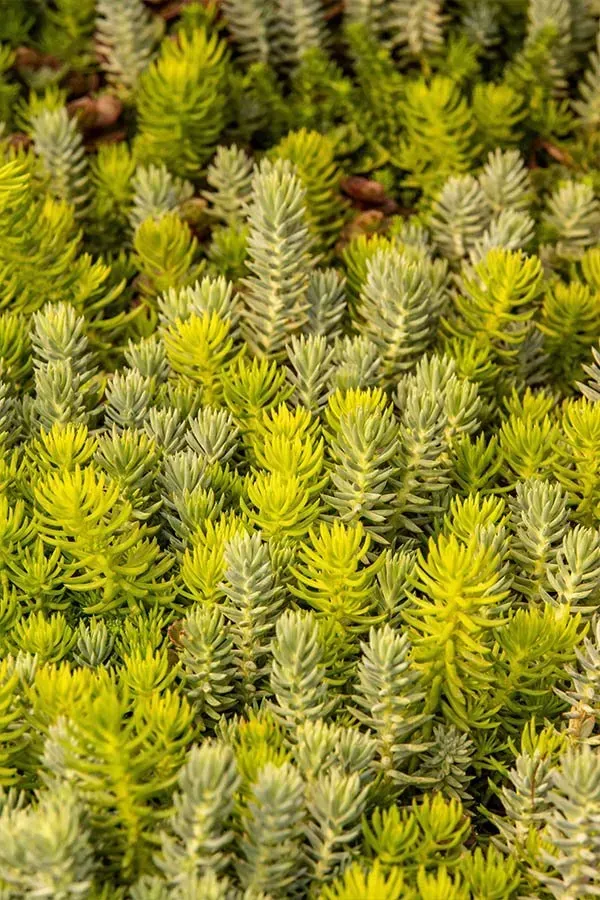 Green and chartreuse sedum ground cover.
