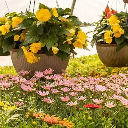 Hanging Baskets