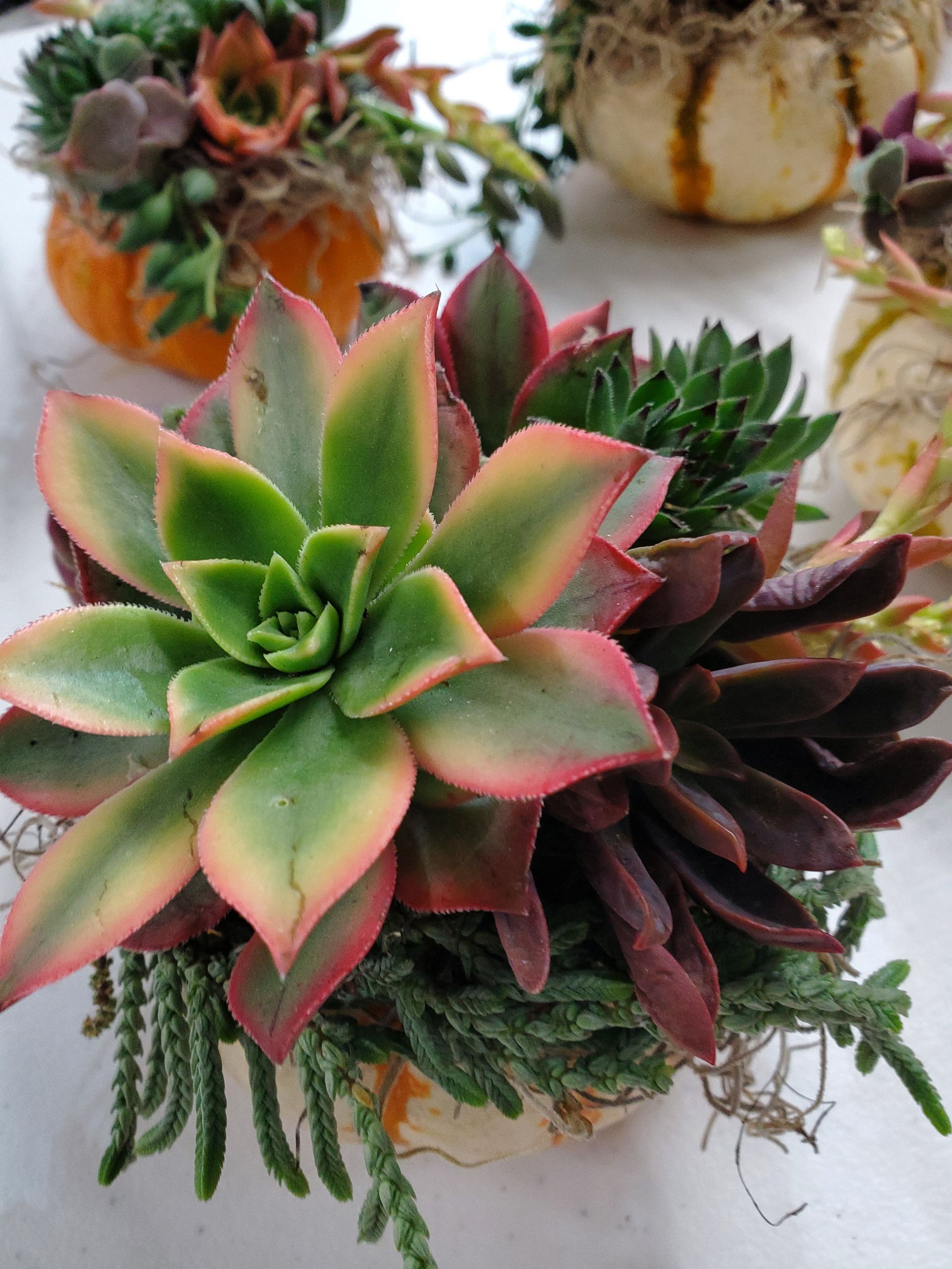 Succulents
