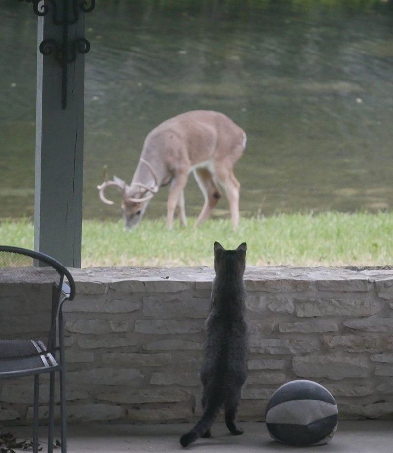 A cat looking out a window at a deer