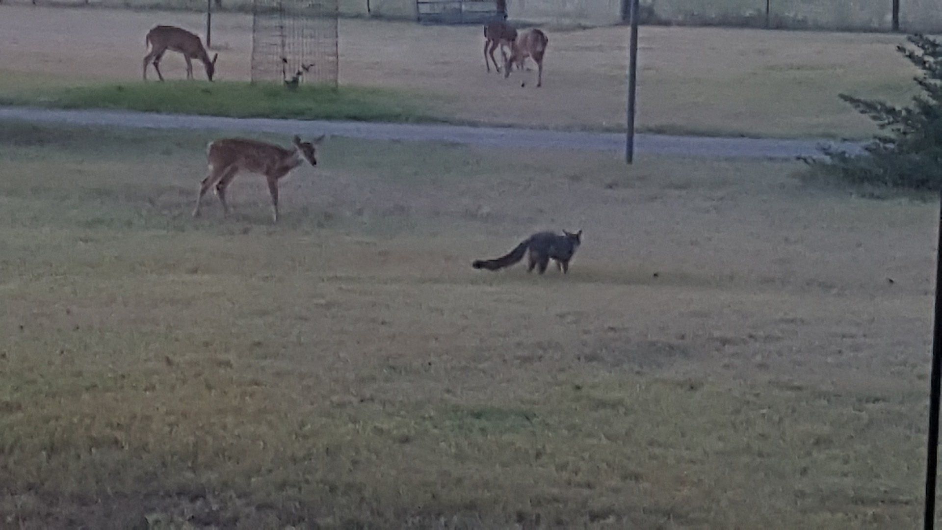 A fox is walking in a field with deer in the background.