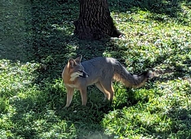 A fox is standing in the grass near a tree.