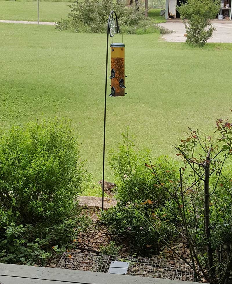 A bird feeder is sitting in the middle of a lush green field.