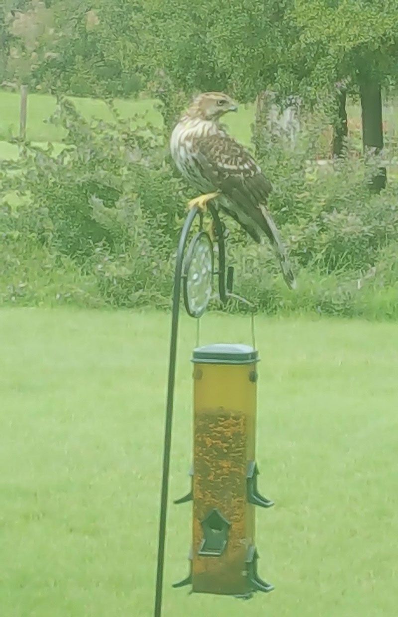 A bird is perched on top of a bird feeder.