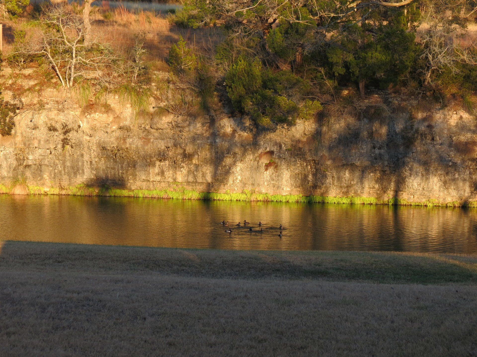 A group of ducks are swimming in a lake.