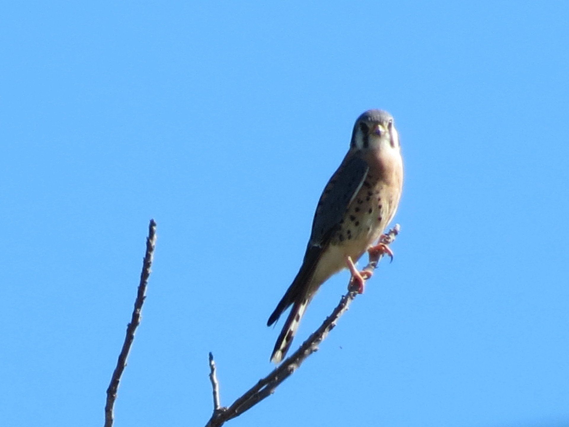 A bird perched on a branch with a blue sky in the background