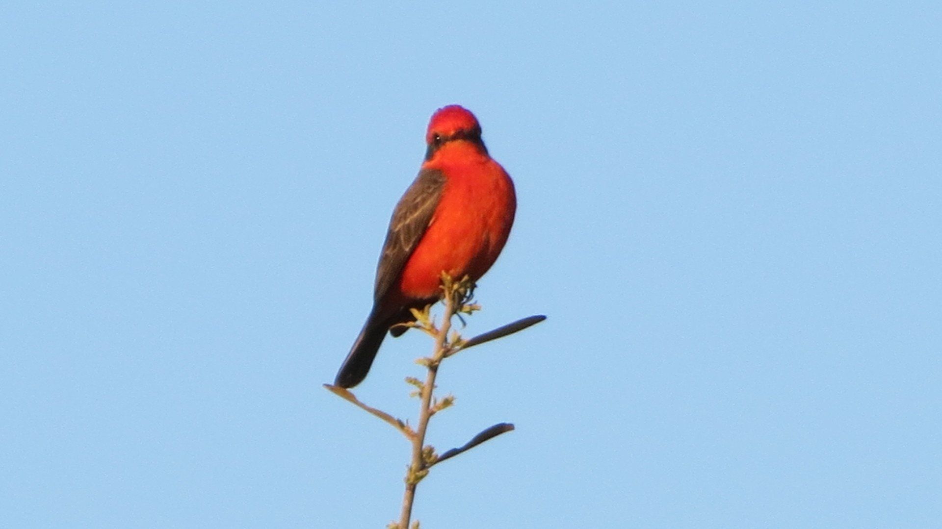 A small red bird perched on top of a tree branch.