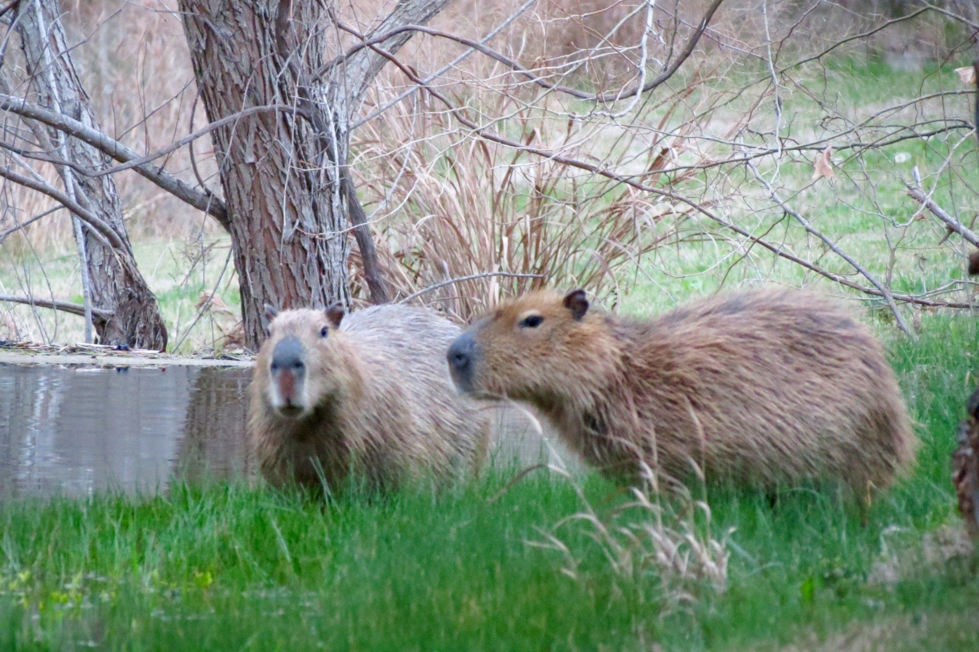 Two capybaras are standing next to each other in the grass.